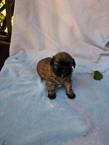 Shih tzu macho - Imagen 8