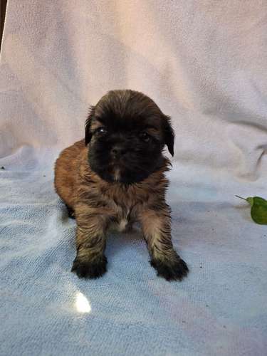 Shih tzu macho - Imagen 5