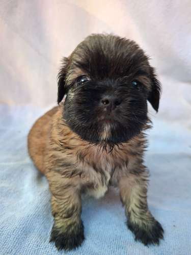 Shih tzu macho
