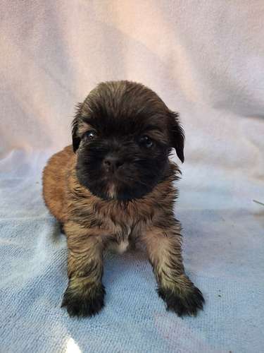 Shih tzu macho - Imagen 3