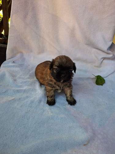 Shih tzu macho - Imagen 7