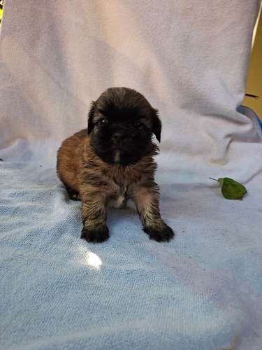 Shih tzu macho - Imagen 4