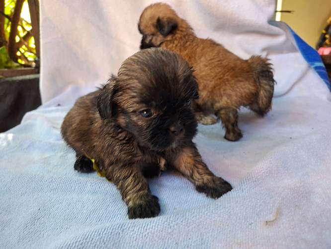 Shih tzu - Imagen 15