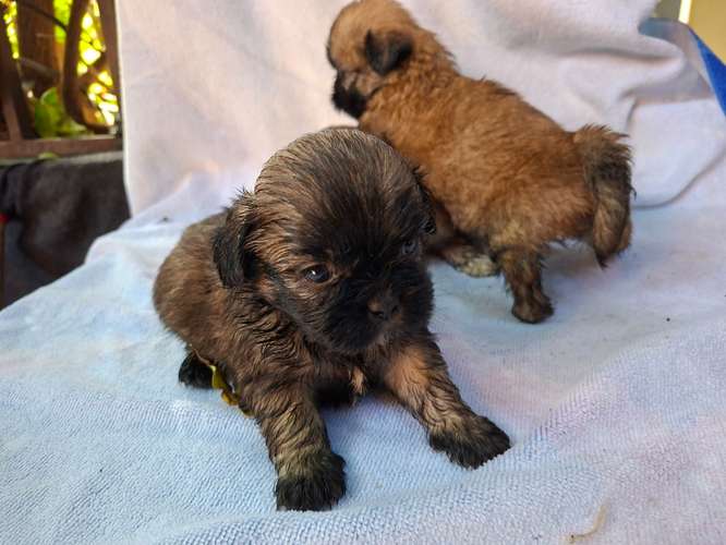 Shih tzu - Imagen 16