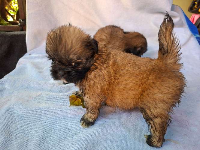 Shih tzu - Imagen 12