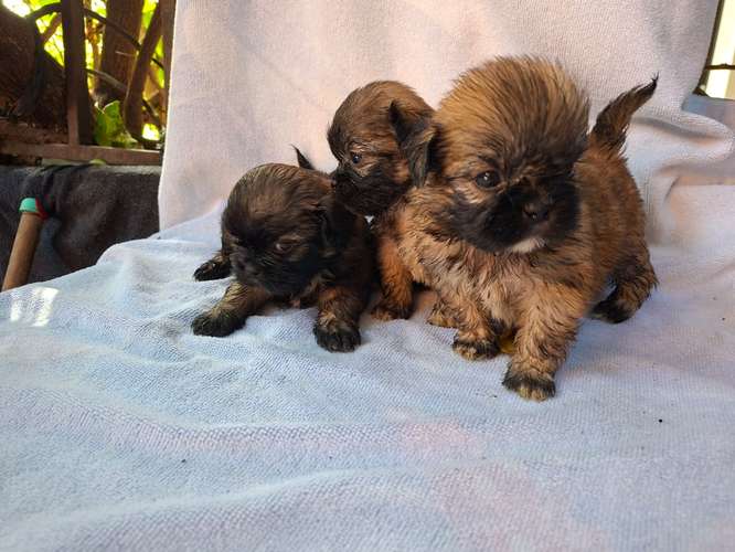 Shih tzu