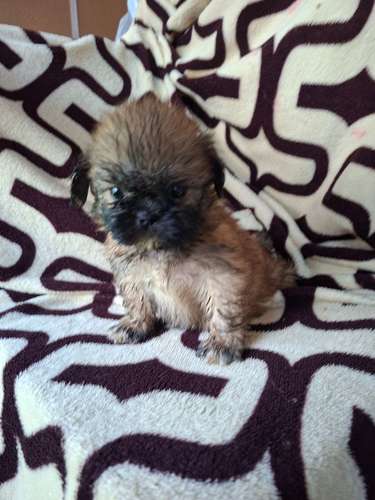 Shih tzu
