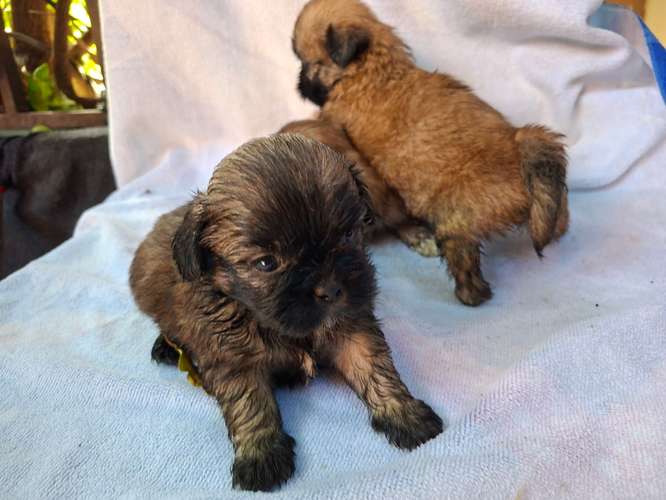 Shih tzu - Imagen 17