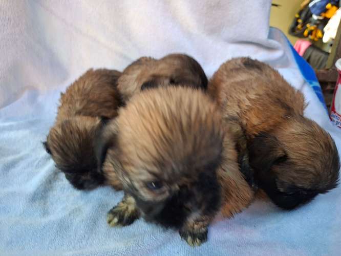 Shih tzu - Imagen 6
