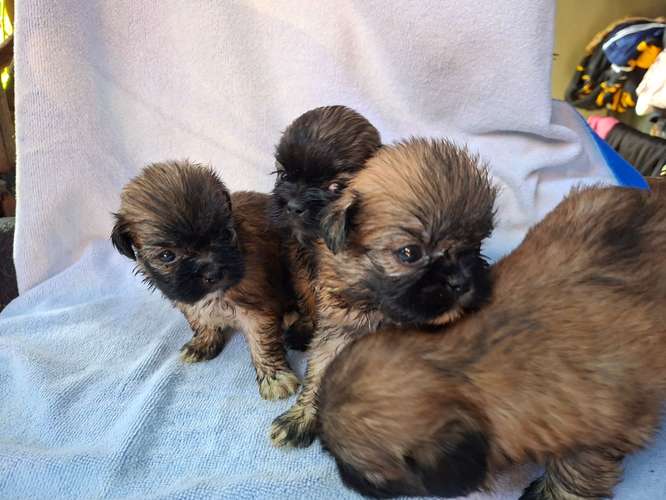 Shih tzu - Imagen 7