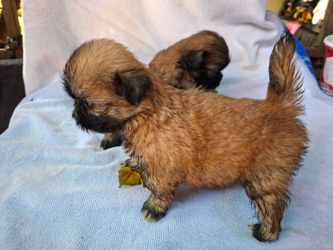 Shih tzu - Imagen 9