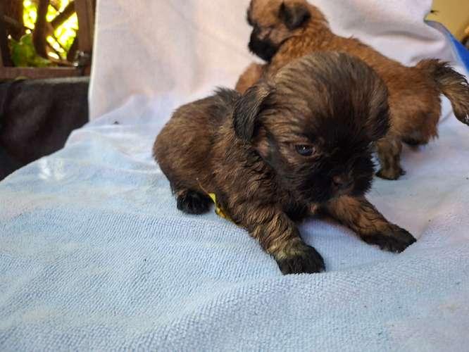 Shih tzu - Imagen 19