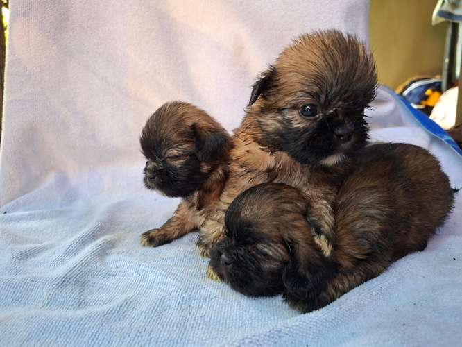 Shih tzu - Imagen 8