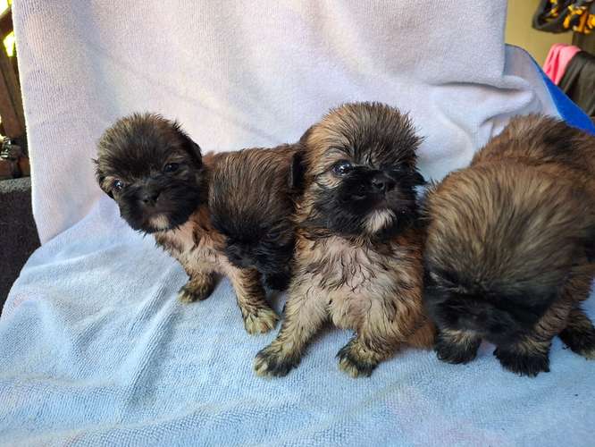 Shih tzu - Imagen 3