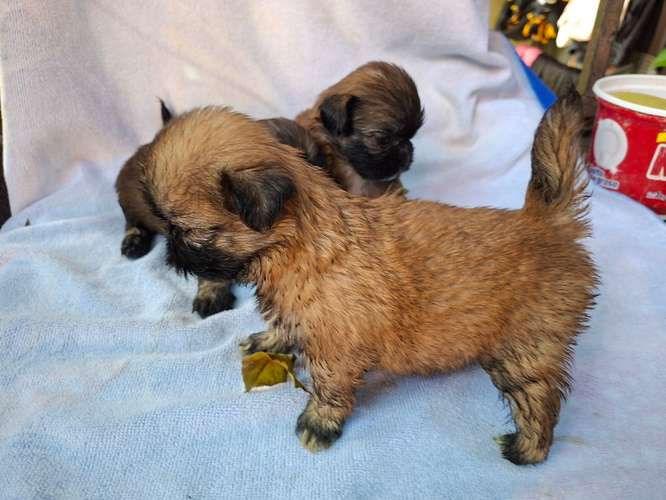 Shih tzu - Imagen 10