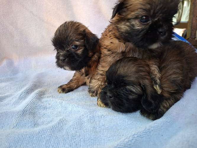 Shih tzu - Imagen 11