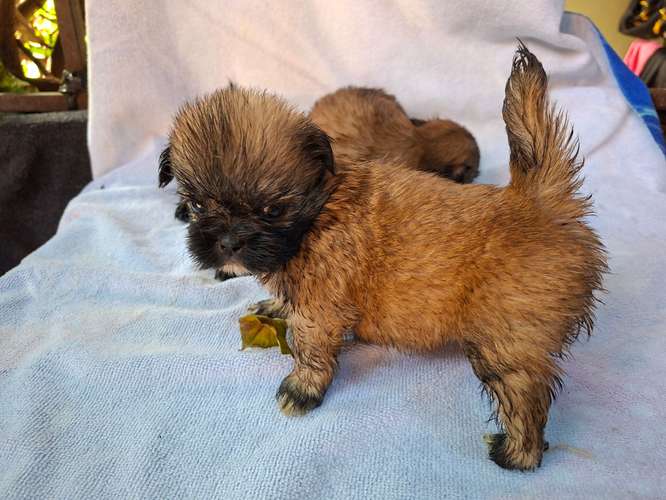 Shih tzu - Imagen 13