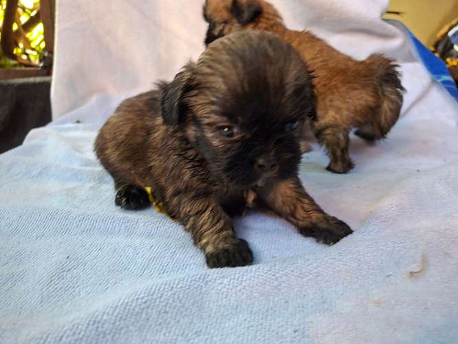 Shih tzu - Imagen 18
