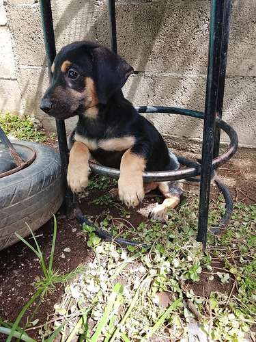 Rottweiler con labrador