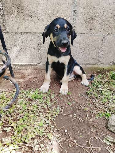 Rottweiler con labrador - Imagen 3