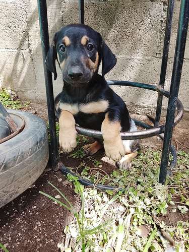 Rottweiler con labrador - Imagen 4