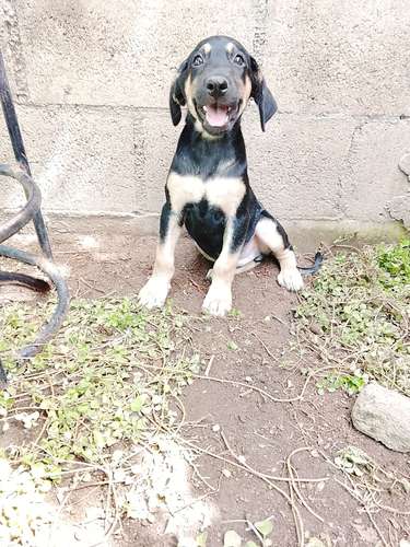 Rottweiler con labrador - Imagen 2