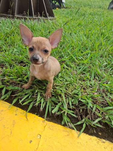 Chihuahua mini autentica