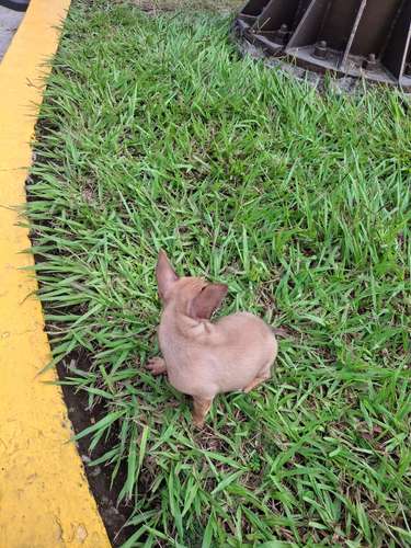 Chihuahua mini autentica - Imagen 2