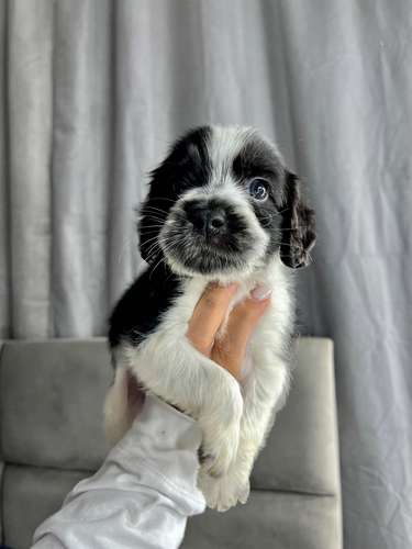 Precioso cocker spaniel  - Imagen 3