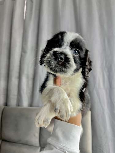 Precioso cocker spaniel 