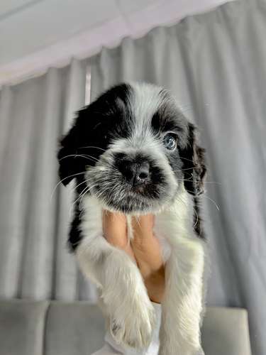 Precioso cocker spaniel  - Imagen 2