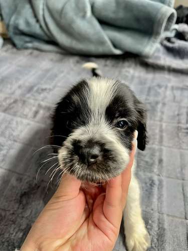 Precioso cocker spaniel  - Imagen 5