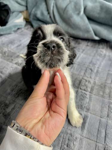 Precioso cocker spaniel  - Imagen 4