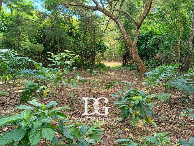 VENDO TERRENO EN QUINTAS LA ESPERANZA, APANECA - Imagen 3
