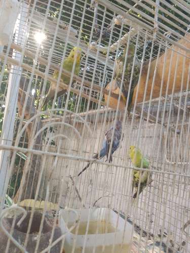 pajaritos australianos la pareja $30