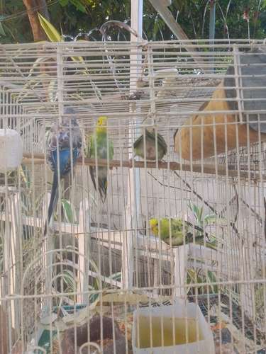 pajaritos australianos la pareja $30
