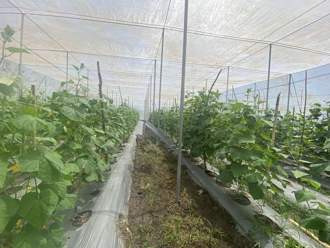 Se vende 100 Manzanas de Terreno , Sonsonate  - Regadillo toda la propiedad. - Imagen 3