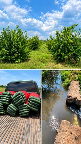 Se vende 100 Manzanas de Terreno , Sonsonate  - Regadillo toda la propiedad. - Imagen 13