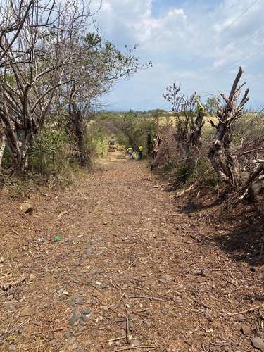 Se vende 100 Manzanas de Terreno , Sonsonate  - Regadillo toda la propiedad. - Imagen 2