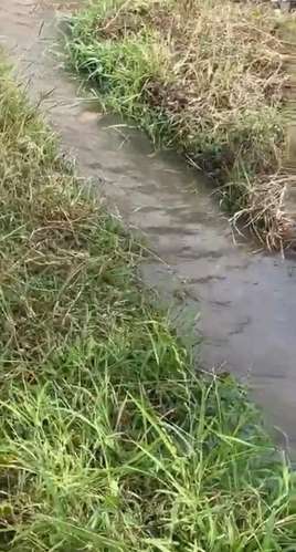 Se vende 100 Manzanas de Terreno , Sonsonate  - Regadillo toda la propiedad. - Imagen 9