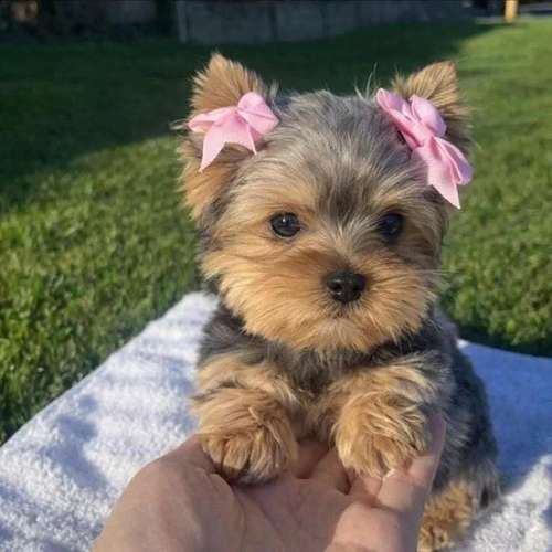 Yorkshire Terrier Mini Teacup Hembra - 2 Meses - Mini Toy - Vacunada