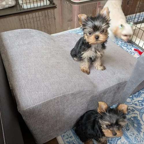 Yorkshire Terrier Mini Teacup Hembra - 2 Meses - Mini Toy - Vacunada