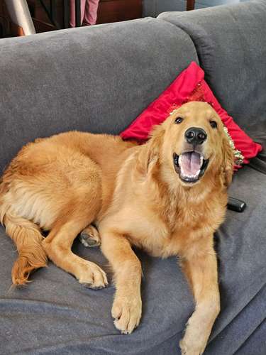 Perrito golden retriver  