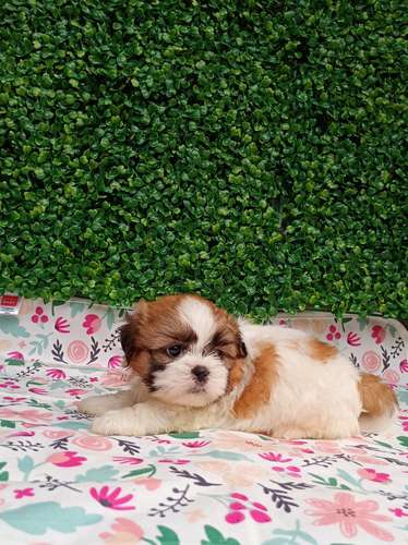 Cachorros shih tzu  - Imagen 5