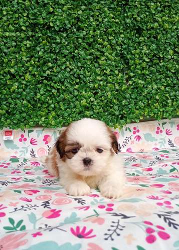 Cachorros shih tzu  - Imagen 4