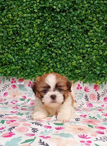 Cachorros shih tzu 