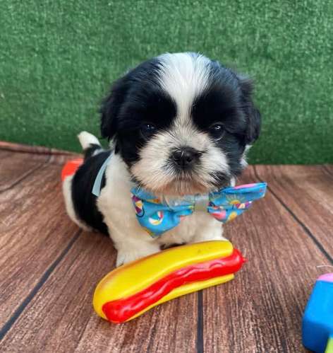 Cachorros Shih Tzu Mini Toy - Hembras y Machos - 2 Meses - Vacunados - Imagen 2