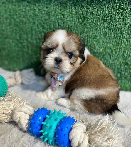 Cachorros Shih Tzu Mini Toy - Hembras y Machos - 2 Meses - Vacunados - Imagen 4