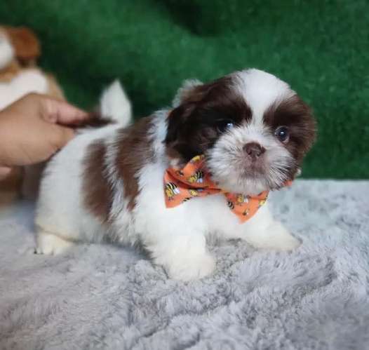 Cachorros Shih Tzu Mini Toy - Hembras y Machos - 2 Meses - Vacunados - Imagen 5