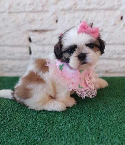 Cachorros Shih Tzu Mini Toy - Hembras y Machos - 2 Meses - Vacunados - Imagen 3